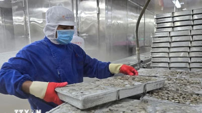 Kim ngạch xuất khẩu thủy sản 11 tháng đạt hơn 9 tỷ USD