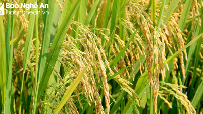Some technical measures for rice production to reduce greenhouse gas emissions in Nghe An
