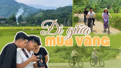 Đi giữa mùa vàng - Báo Thái Bình điện tử