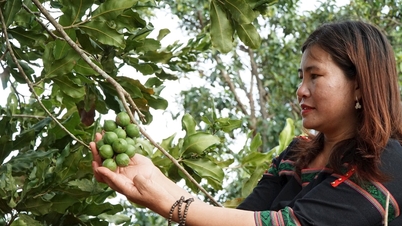 The transformation of Tuy Duc agriculture