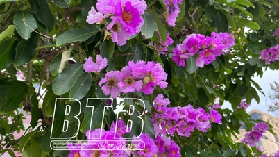 ផ្កា Lagerstroemia រីក "ពណ៌ស្វាយ" តាមដងផ្លូវនៃប្រទេសថៃ Binh
