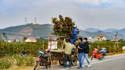 Flower village in Tet season