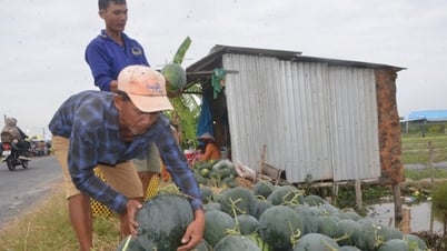 Cảnh nhộn nhịp thu hoạch dưa hấu ngày cận Tết ở Bạc Liêu