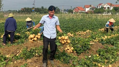 Kim Thanh Tet jicama price increases