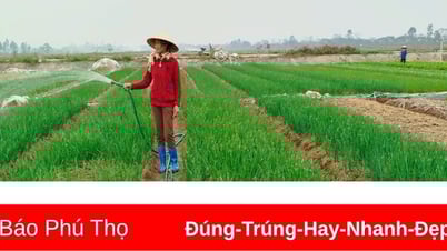 គ្រឿងទេសនៅក្នុងថាស Tet