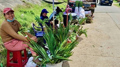ផ្កា Gladiolus នៅ Phu Yen រីក​យឺតៗ ត្រូវ​នាំ​ចូល​ផ្កា​ពី Da Lat មក​លក់។