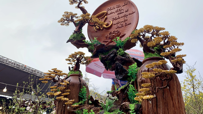 អបអរបុណ្យតេតយ៉ាងប្រណិតជាមួយ bonsai ស្ពាន់បែបចិន៖ ដើមឈើខ្លះមានតម្លៃរាប់សិបលាន