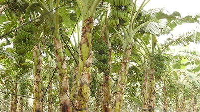 Trồng chuối đất bãi, nông dân Phú Thọ thu lãi hơn 400 triệu đồng