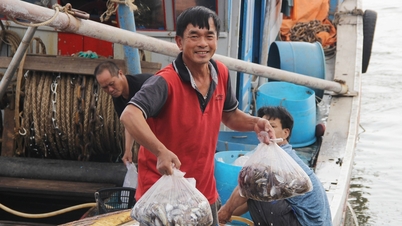 Boats return to port for Tet holiday full of shrimp and fish, ship owners pocket hundreds of millions