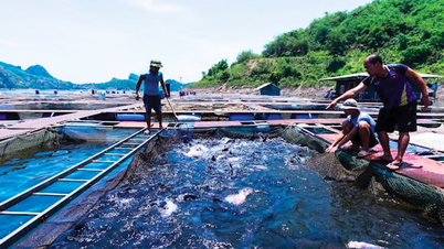 Da River Fish សក្តិសមជាម៉ាកសញ្ញាជាតិ។