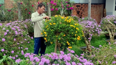 ការបង្កើត Bonsai ពីរុក្ខជាតិព្រៃ កសិកររកចំណូលបានរាប់រយលានដុងក្នុងរដូវបុណ្យតេត