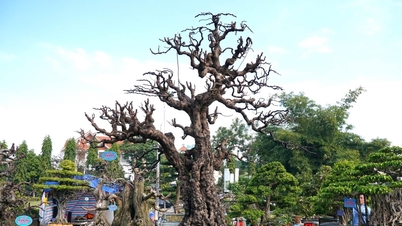 ដើម​ប៊ុនសៃ​តម្លៃ​រាប់​ពាន់​លាន​ដុល្លារ​លេច​មុខ​ក្នុង​ឱកាស​បុណ្យ​តេត អាត់ធី បង្ក​ឱ្យ​មាន​ការ​កក្រើក