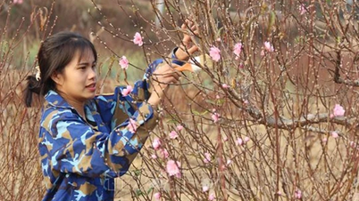 Double peach blossoms from Lang Son are still in high demand despite price increase