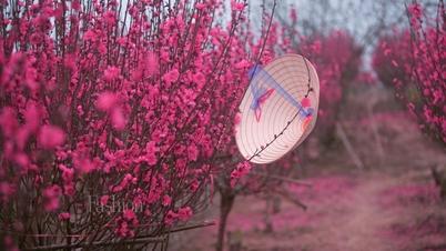 ផ្សារផ្កាហាណូយ