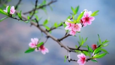 Thời tiết dù nắng hay mưa, hoa đào vẫn nở khi mùa xuân về