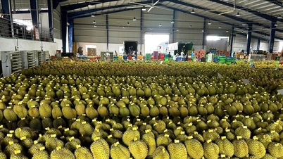 Kode Area Penanaman Durian - Perlu Memperkuat Pengawasan