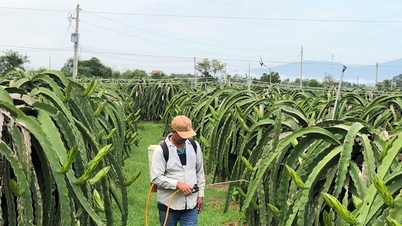 Mở rộng vùng trồng trái cây phục vụ xuất khẩu