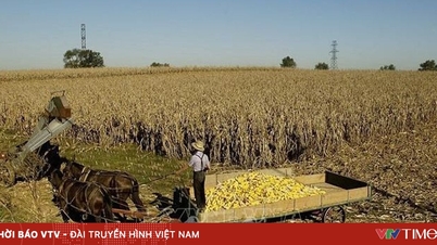 سوق فول الصويا الأمريكي في حالة اضطراب بسبب الرسوم الجمركية الصينية
