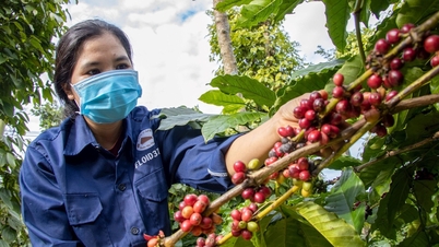 Vietnamesischer Kaffee erfreut sich einer neuen Konsumwelle auf dem RCEP-Markt