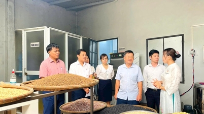 Kinh tế tập thể và “luồng gió mới” từ người trẻ