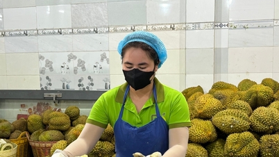 Cấp đông sầu riêng xuất khẩu