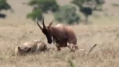 Antilopenmutter wehrt sich heftig, als ihr Kalb von Hyänen gefangen wird