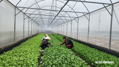 Die vietnamesische Landwirtschaft bewegt sich in Richtung Gen-Editing-Technologie
