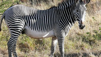 Nahaufnahme der größten noch existierenden Zebraart auf dem Planeten mit einem Gewicht von fast einer halben Tonne