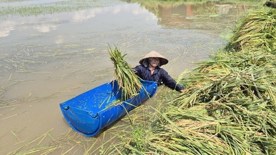 Bac Ninh: Sular altında kalan pirinci acilen hasat edin