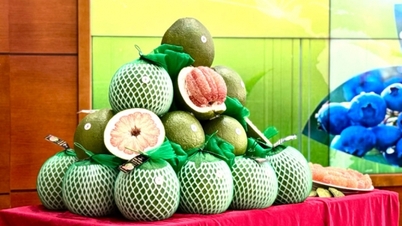 Vietnamesische Grapefruit erstmals nach Australien exportiert
