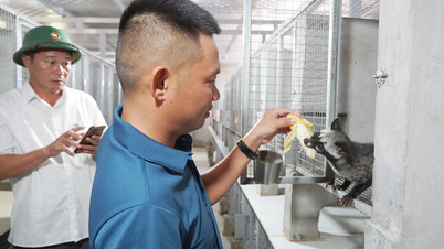 Dong Trach Commune: Prospects from the civet farming model