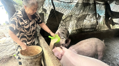 कठिनाइयों से उबरते हुए, थान ताई गांव में अब कोई गरीब परिवार नहीं है।