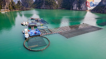 Developing marine farming in a modern and sustainable direction