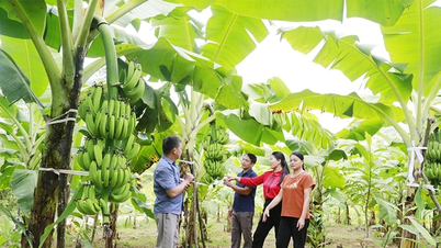 Bringing bananas up the hill