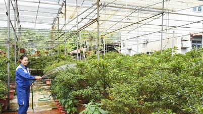 ទទួលបានសម្បូរបែបពីរុក្ខជាតិឈើដើម្បីលម្អ