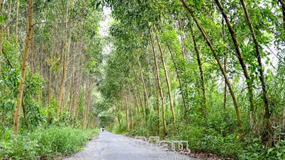 ដើមឈើលុបបំបាត់ភាពក្រីក្រនៅ U Minh Ha