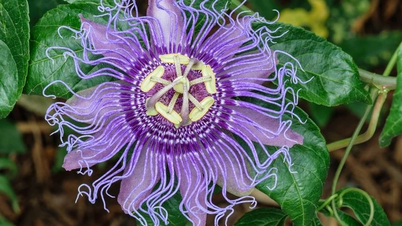 រុក្ខជាតិ Passionflower គួរឱ្យភ្ញាក់ផ្អើលវាមានទាំងផ្កាដ៏ស្រស់ស្អាតនិងការប្រើប្រាស់ជាច្រើន។