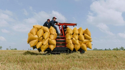 An Giang's agriculture changes - Part 1: Journey from rice granary to affirming An Giang rice brand