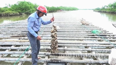 Hưng Yên: Phát triển 2.760 bè nuôi hàu cửa sông