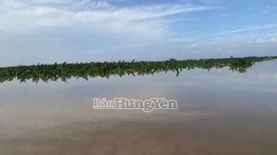 La aldea de la isla de Van Nghe corre el riesgo de perder todos sus cultivos debido al aumento del nivel del agua del río Rojo.