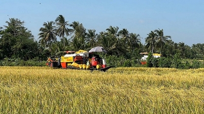 Ca Mau៖ លើក​កម្ពស់​ការ​តភ្ជាប់​ខ្សែ​សង្វាក់​តម្លៃ បំប្លែង​គំនិត​កសិកម្ម