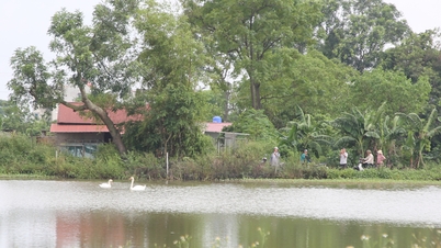Xuất hiện đôi chim thiên nga tại khu vực hồ nước phường Bồng Lai (Bắc Ninh)