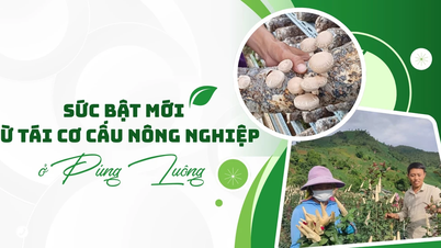 New momentum from agricultural restructuring in Pung Luong
