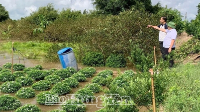 Xã Tân Thuận: 47 ha hoa màu ngoài đê bối bị ngập do xả lũ