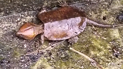 Release of rare big-headed turtle back into the wild