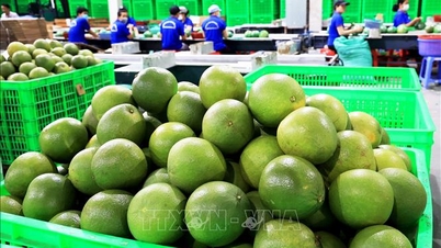 Promote the signing of the Protocol, shorten the time to export grapefruit and avocado to China