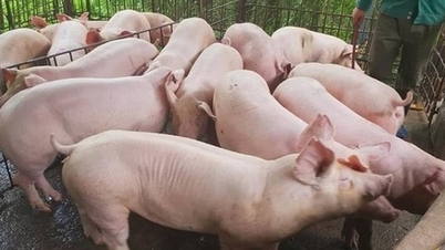 Preço do porco hoje, 11 de outubro: queda da rede Domino atinge 9 províncias do norte