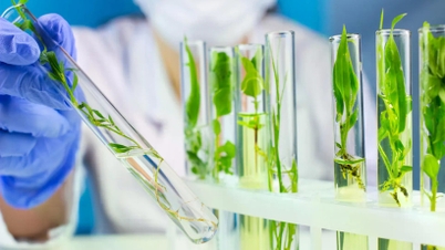 Un equipo de investigación vietnamita decodifica plantas para producir sustancias anticancerígenas