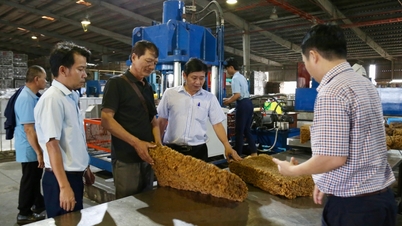 Dak Lak Rubber Company Limited: Die Produktion von Kautschuklatex erreichte fast 8.000 Tonnen