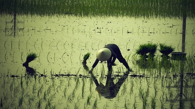 Ibu saya pergi ke ladang...